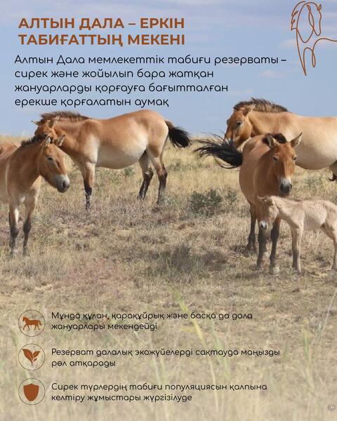 Первые жеребята лошади Пржевальского, родившиеся в Казахстане, получили имена Ботай и Тұмар