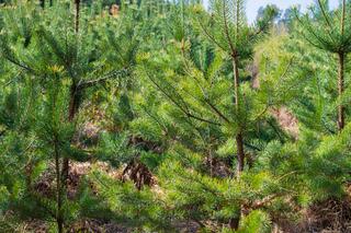 В Конаеве построят современный лесной питомник на 6 миллионов саженцев