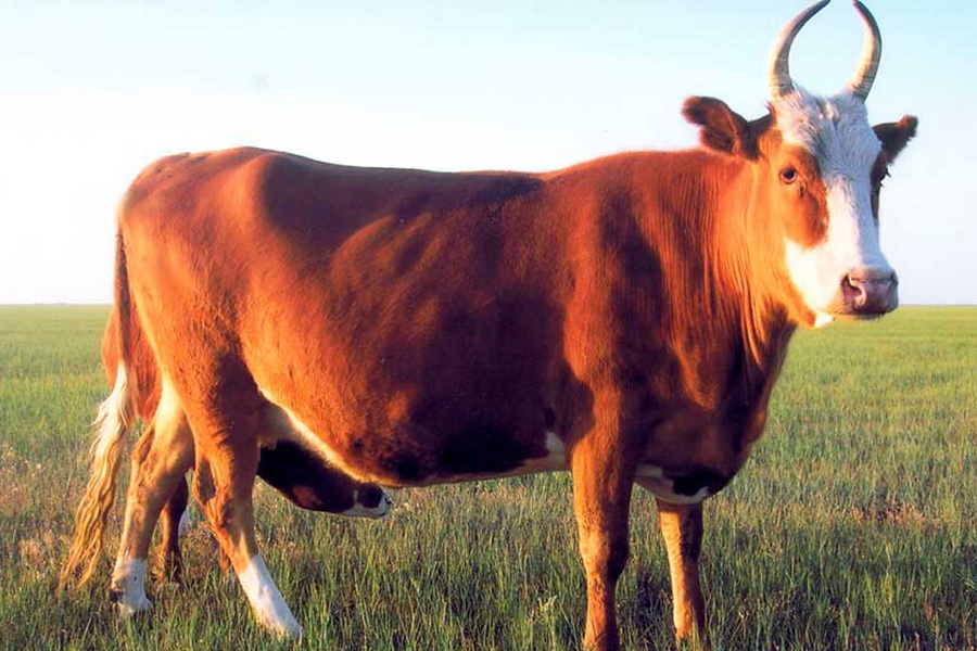 В Акмолинскую область завезено 4 300 голов КРС калмыцкой породы