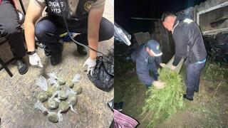 Полиция пресекла незаконное выращивание марихуаны в Костанайской области