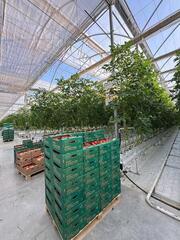 В тепличном комплексе «Экокультура Евразия» собран первый урожай томатов