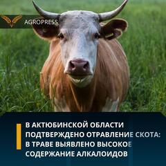 В Актюбинской области подтверждено отравление скота: в траве выявлено высокое содержание алкалоидов