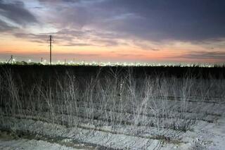 В ТУРКЕСТАНЕ ЗАПУЩЕН ПИТОМНИК НА 10 ГА