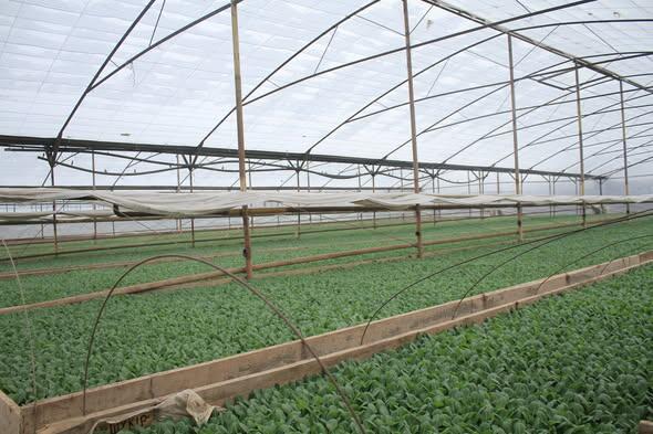 В ТУРКЕСТАНСКОЙ ОБЛАСТИ НАЧАЛАСЬ ПОСАДКА РАННИХ ОВОЩНЫХ КУЛЬТУР