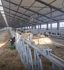 В Павлодарскую область доставлена первая партия племенных нетелей для новой МТФ