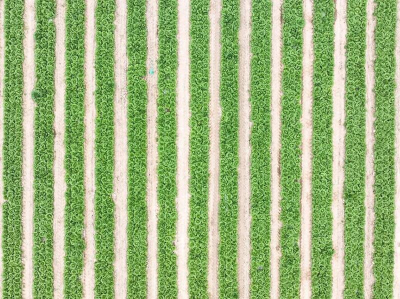 В ТУРКЕСТАНСКОЙ ОБЛАСТИ АКТИВНО ВЕДЕТСЯ ВЕСЕННЯЯ ПОСЕВНАЯ КАМПАНИЯ