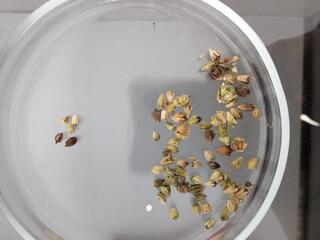 Фитосанитарными инспекторами пресечен ввоз зараженной продукции из Российской Федерации