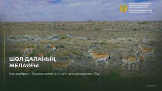 Более 60 км/ч: главное преимущество джейрана — скорость