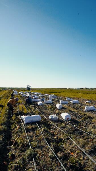 В Атырау с начала посевной кампании собрано 104,5 тысячи тонн урожая