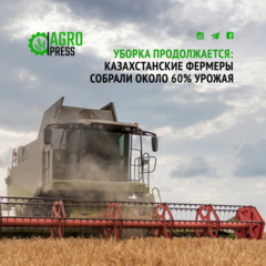 Уборка продолжается: казахстанские фермеры собрали около 60% урожая