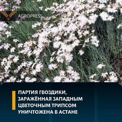 Партия гвоздики, заражённая западным цветочным трипсом уничтожена в Астане