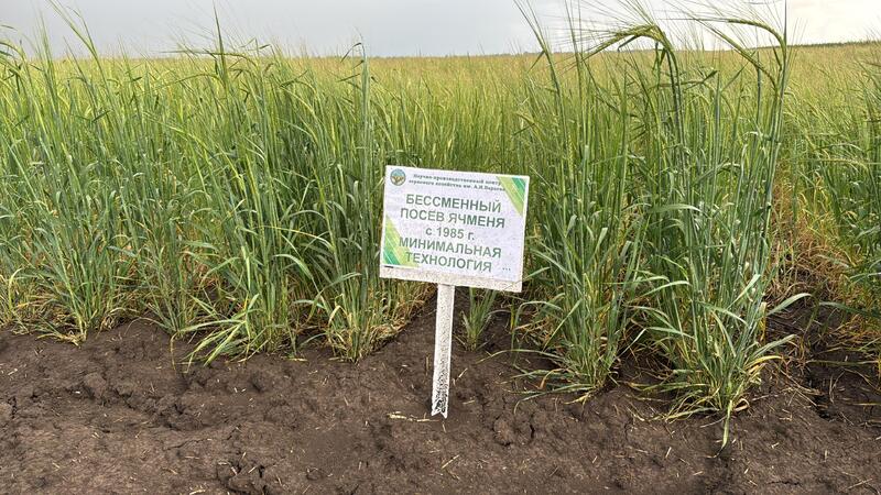 В НПЦЗХ им. А.И. Бараева прошел День поля