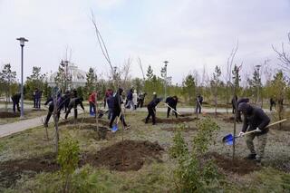 Более 300 деревьев высадили в столичном парке