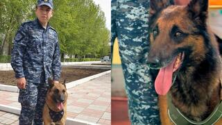 Свыше 150 преступлений раскрыто с начала года служебными собаками в Павлодарской области