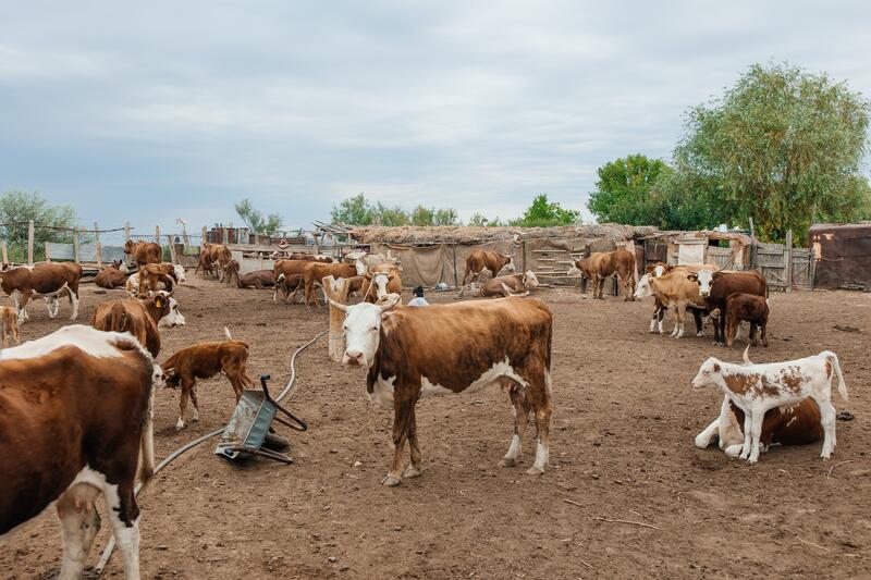 В Атырауской области объём производства сельскохозяйственной продукции достиг 116,8 млрд тенге