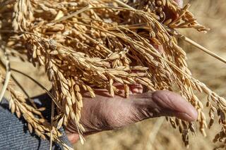 В Жетісу объем переработки производимой в регионе продукции достиг 68%