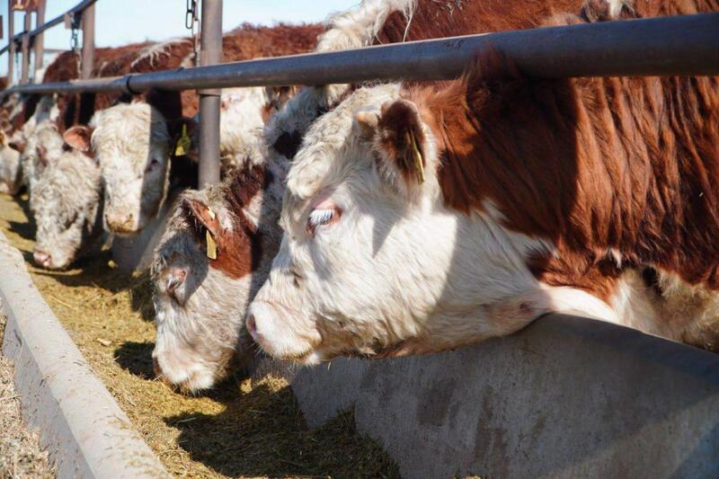 Мясной кластер мощностью свыше 37 тыс. голов формируется в Акмолинской области