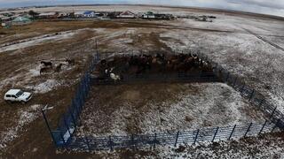 В Осакаровском районе открыли первый модульный ветеринарный пункт