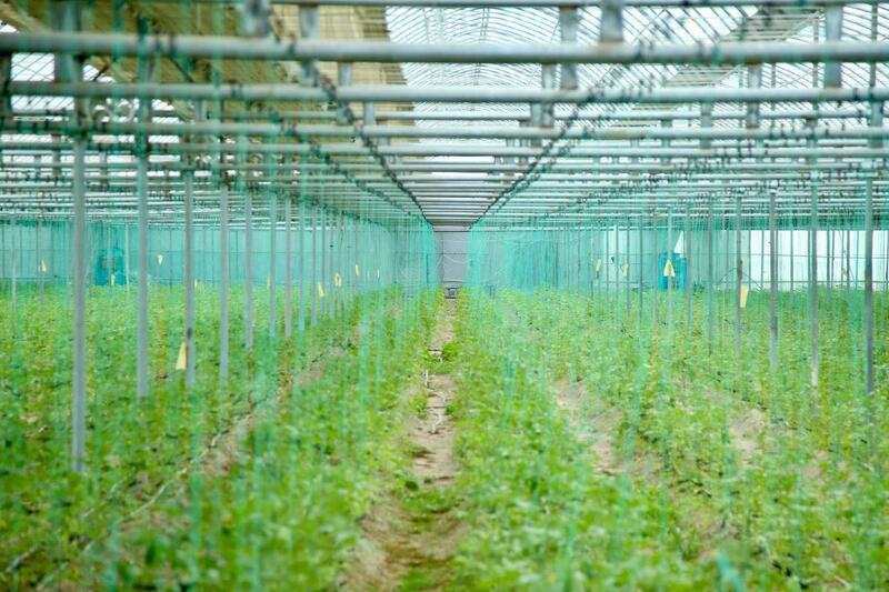ТУРКЕСТАНСКИЕ ТЕПЛИЦЫ В МЕЖСЕЗОННЫЙ ПЕРИОД ОБЕСПЕЧИВАЮТ 45% СПРОСА СТРАНЫ