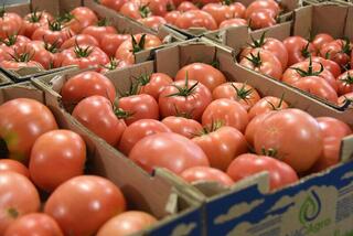 В Алматы пройдет сельскохозяйственная ярмарка на 420 тонн продукции в рамках «Береке Fest»