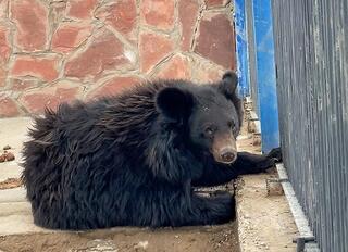 Карагандинский зоопарк приобрёл гималайского медведя