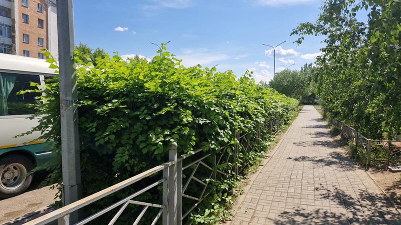 Масштабное озеленение и новые площадки: как преобразится район «Алматы» летом