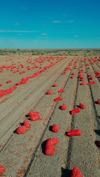 В Атырау с начала посевной кампании собрано 104,5 тысячи тонн урожая