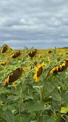 Усиление поддержки аграриев: от зерна до масла