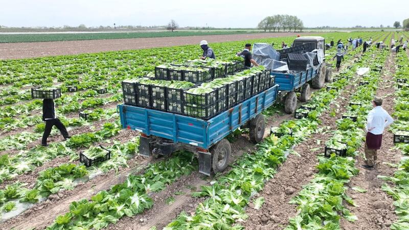 Аграрии Туркестанской области экспортировали в Россию раннеспелую капусту