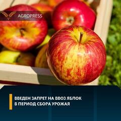 Введен запрет на ввоз яблок в период сбора урожая