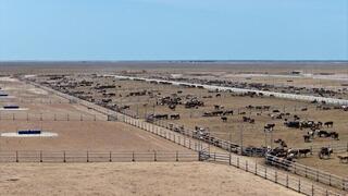 Откормочный комплекс на 50 тысяч голов КРС запустят в Туркестанской области в июле 2026 года