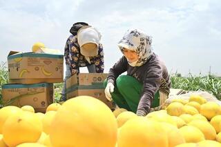 ТУРКЕСТАН: ПЕРВЫЕ ДЫНИ ЖЕТЫСАЯ ОТПРАВИЛИСЬ В РОССИЮ