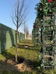 «Таза Қазақстан»: в Алматы продолжается озеленение развязки Сейфуллина–Жансугурова