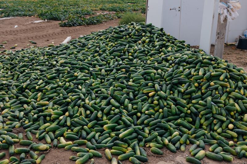 В Атырауской области объём производства сельскохозяйственной продукции достиг 116,8 млрд тенге