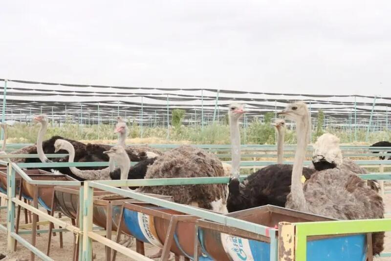 Сырдарьинские труженики выращивают страусов