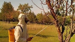 В Карагандинской области обрабатывают яблони от вредителей