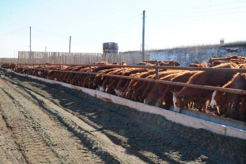 Мясной кластер мощностью свыше 37 тыс. голов формируется в Акмолинской области