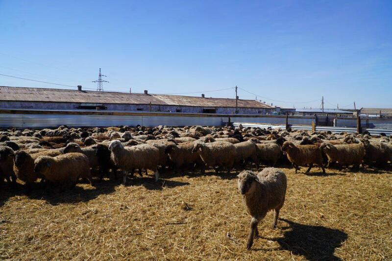 Мясной кластер мощностью свыше 37 тыс. голов формируется в Акмолинской области