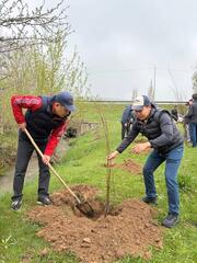 «ТАЗА ҚАЗАҚСТАН»: В РАЙОНЕ ТОЛЕБИ ПОСАЖЕНО ОКОЛО 9 ТЫСЯЧ ДЕРЕВЬЕВ