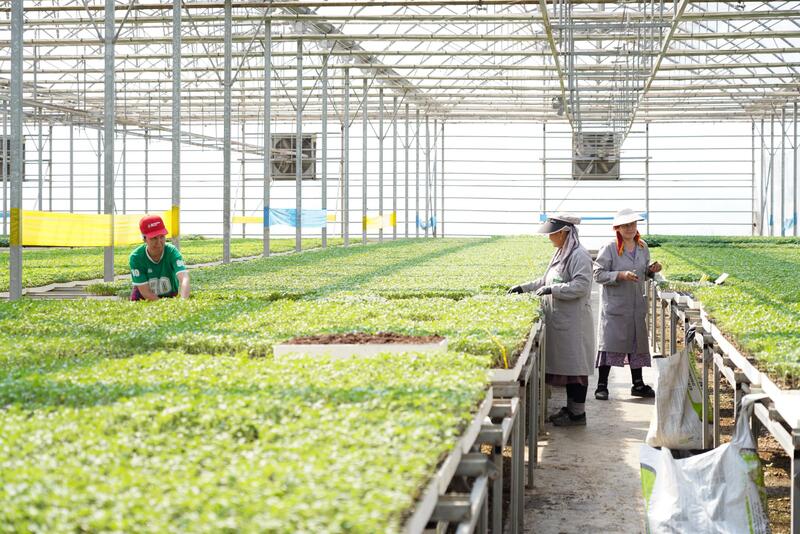 В ТУРКЕСТАНСКОЙ ОБЛАСТИ ВНЕДРЯЮТСЯ ЭКОЛОГИЧЕСКИ ЭФФЕКТИВНЫЕ СПОСОБЫ ОТОПЛЕНИЯ ТЕПЛИЦ