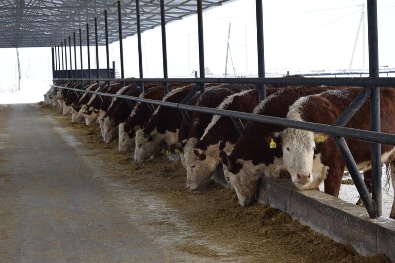 ТОО «Свободное» развивает животноводство в Сандыктауском районе