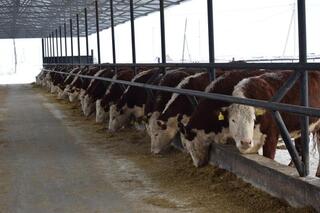 ТОО «Свободное» развивает животноводство в Сандыктауском районе