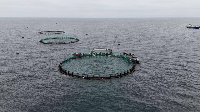 В Мангистау реализуется первый в Центральной Азии проект морской аквакультуры