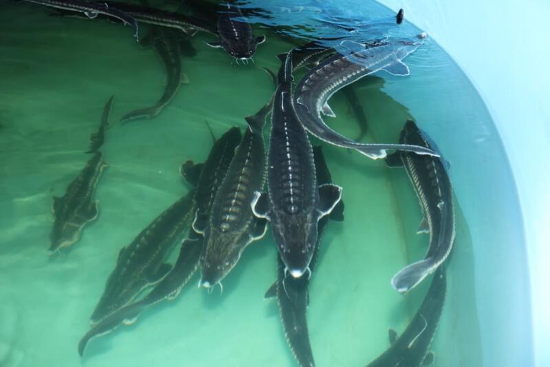 Айдарбек Сапаров ознакомился с ходом реализации инвестпроектов АПК в Костанайской области