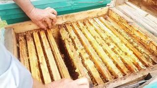 Пресечена попытка незаконного транзита продукции пчеловодства