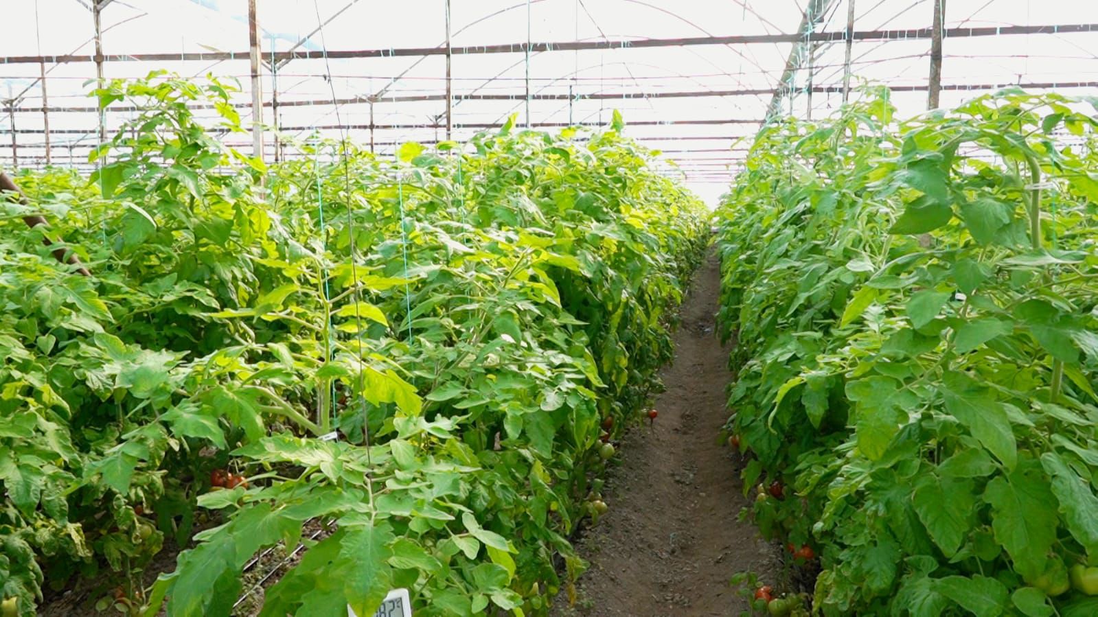 В ТУРКЕСТАНСКОЙ ОБЛАСТИ В ЯНВАРЕ СОЗРЕЛИ ПОМИДОРЫ