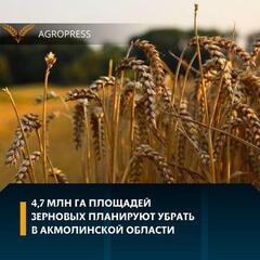 4,7 млн га площадей зерновых планируют убрать в Акмолинской области