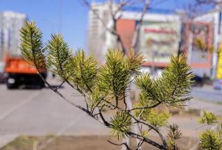 Послужит улучшению благоустройства города – эколог об Уставе озеленения