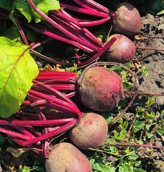 Хозяйство Бекирова — пионер по выращиванию овощей «здорового питания» в Костанайской области