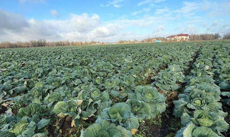 4,5 миллиарда тенге выделено на продовольственный стабилизационный фонд Актюбинской области